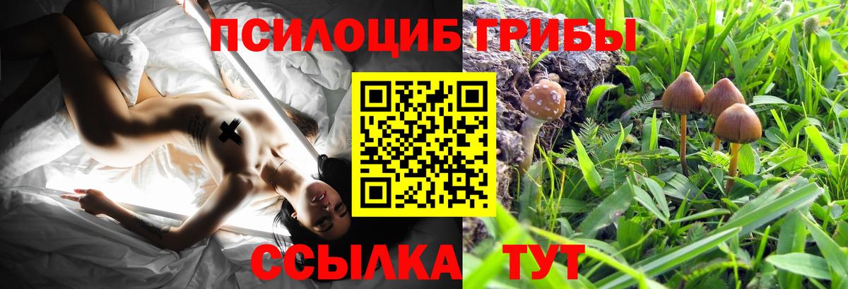 Галлюциногенные грибы Cubensis Майкоп